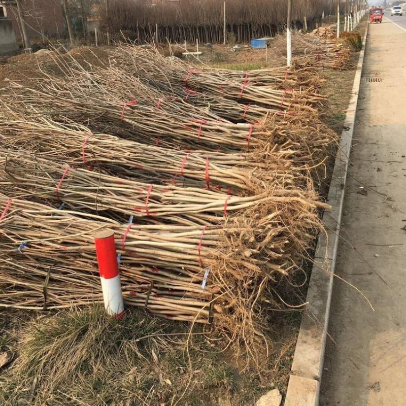 紫藤多花紫藤花苗树苗爬藤屋顶盆栽花园围墙庭院攀援植物