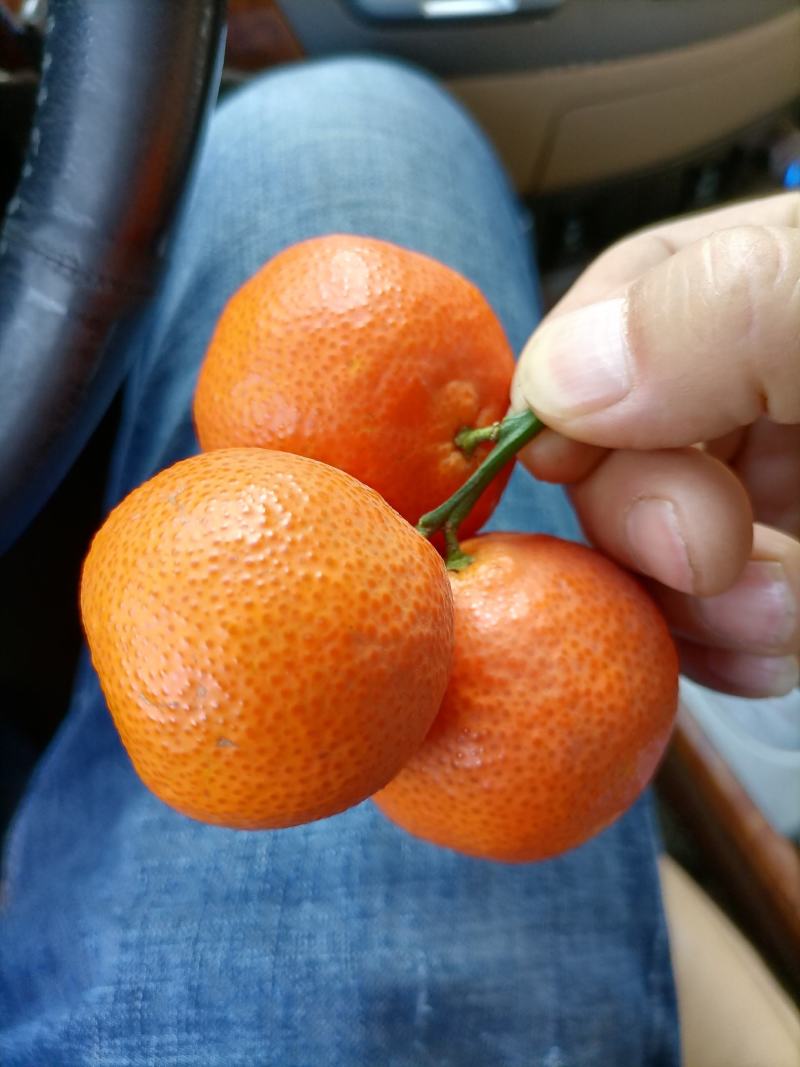云南芒市沙糖桔，色泽鲜艳，糖度能达到15