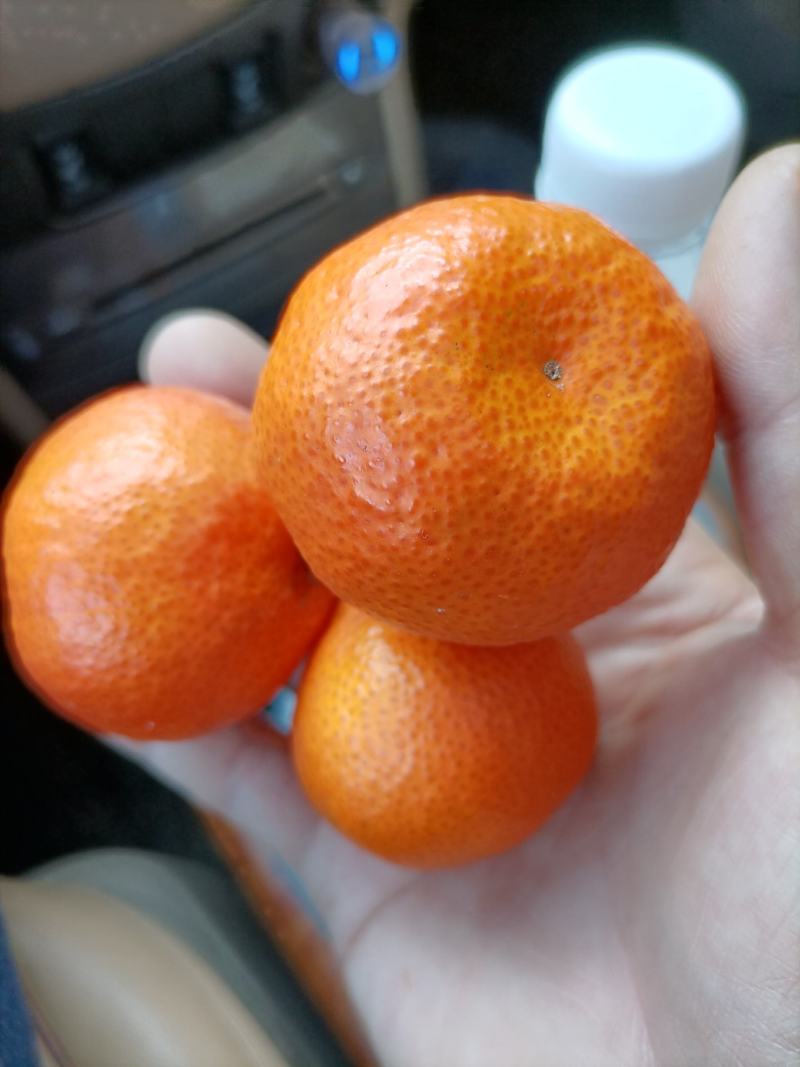 云南芒市沙糖桔，色泽鲜艳，糖度能达到15