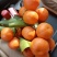 云南芒市沙糖桔，色泽鲜艳，糖度能达到15