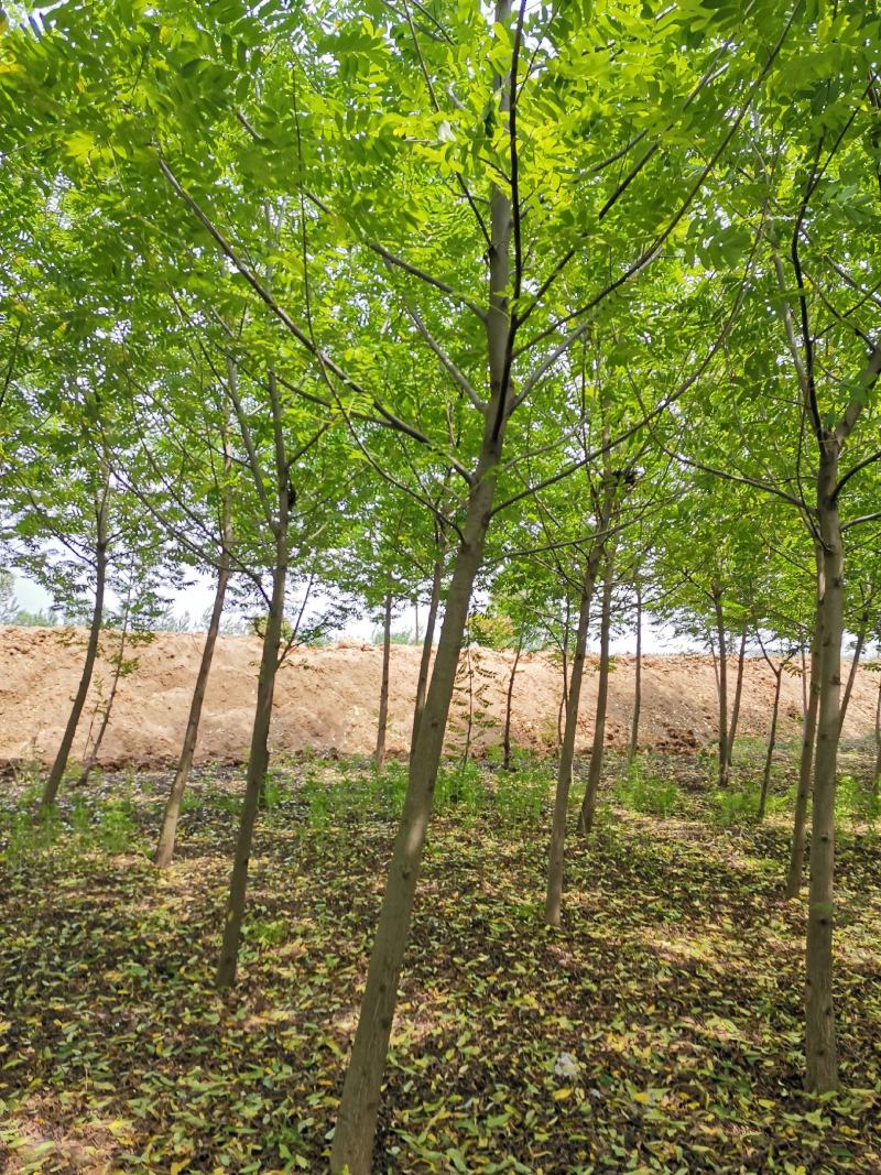 基地直供枫杨工程树燕柳树苗大小规格1公分～30公分