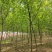基地直供枫杨工程树燕柳树苗大小规格1公分～30公分