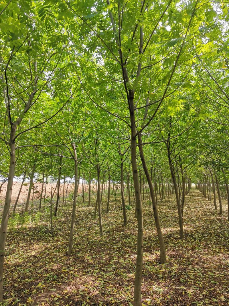 基地直供枫杨工程树燕柳树苗大小规格1公分～30公分