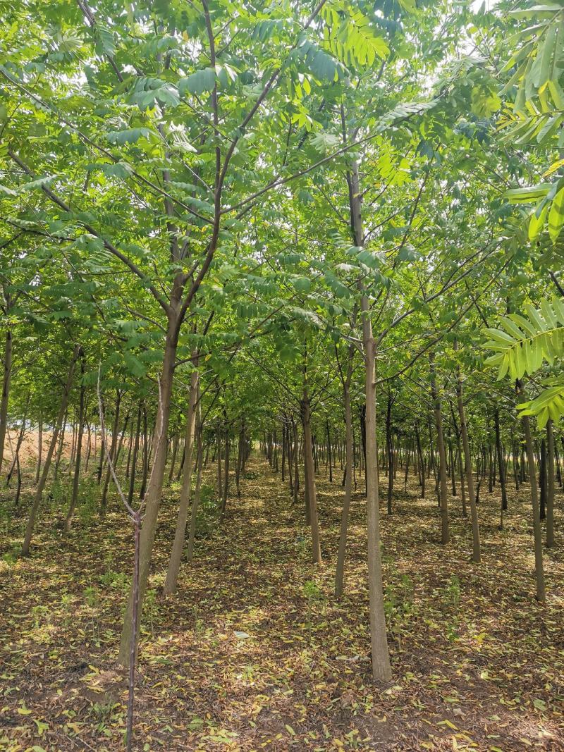 基地直供枫杨工程树燕柳树苗大小规格1公分～30公分