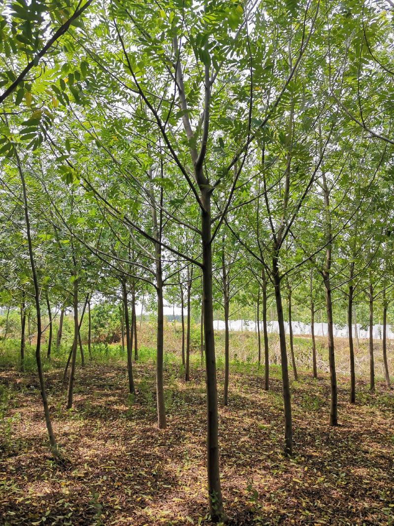 基地直供枫杨工程树燕柳树苗大小规格1公分～30公分