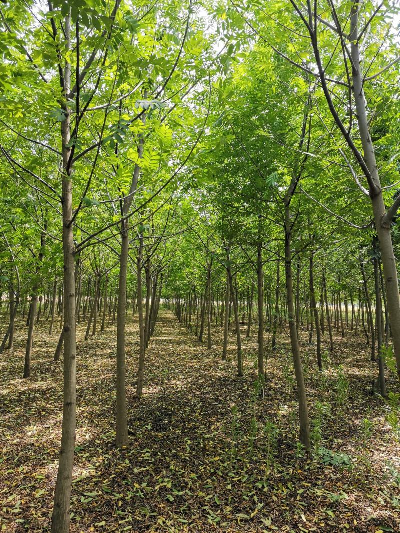 基地直供枫杨工程树燕柳树苗大小规格1公分～30公分