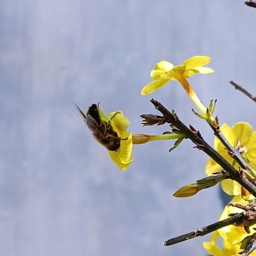 迎春花盆景实拍绿植花卉老根迎春微型盆栽虎蹄迎春小叶