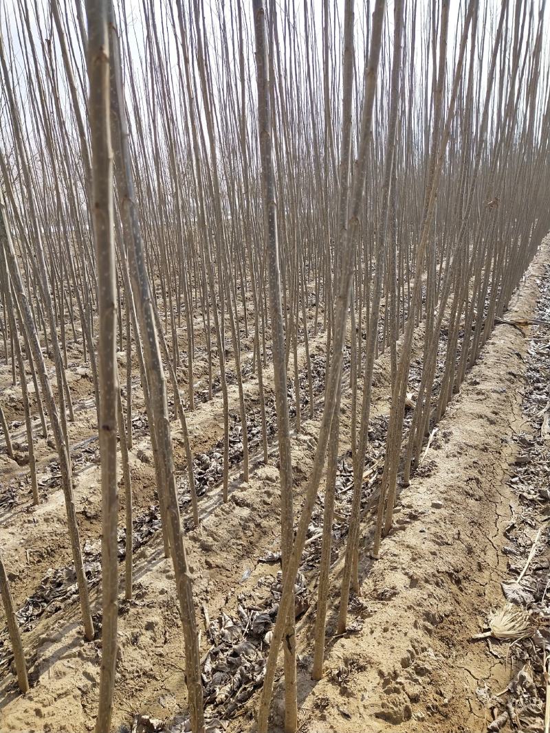 大量出售优质纯种一年107速生杨树苗