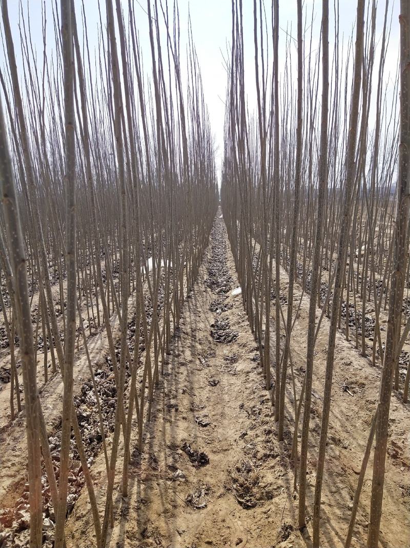 大量出售优质纯种一年107速生杨树苗