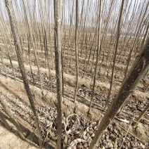 大量出售优质纯种一年107速生杨树苗