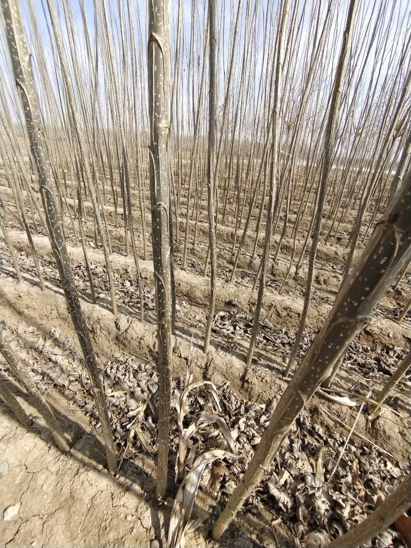 大量出售优质纯种一年107速生杨树苗