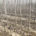 大量出售优质纯种一年107速生杨树苗
