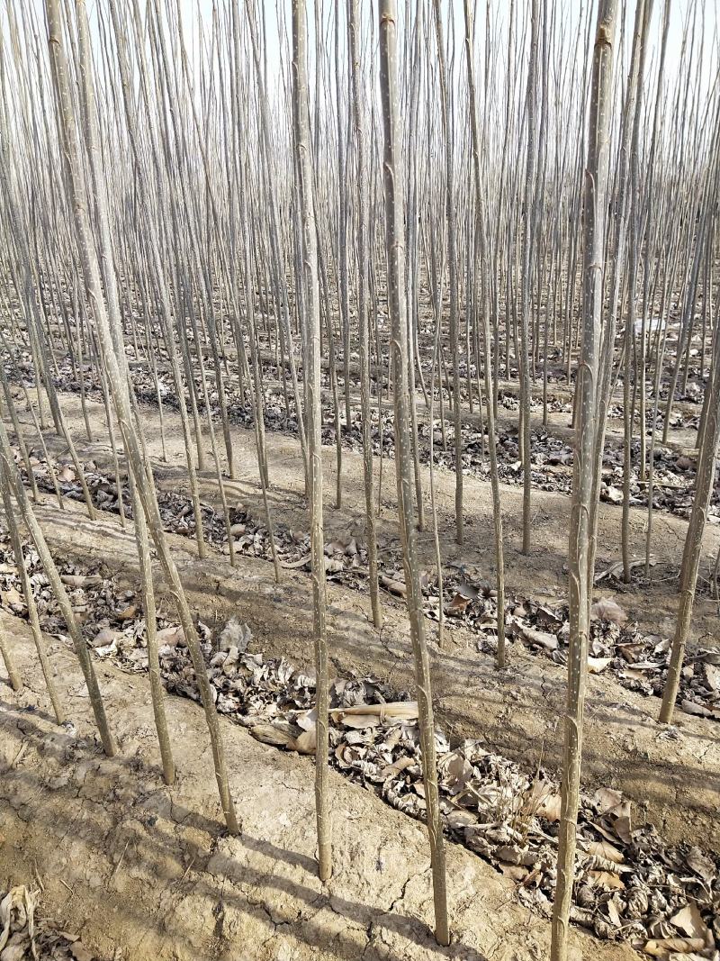 大量出售优质纯种一年107速生杨树苗