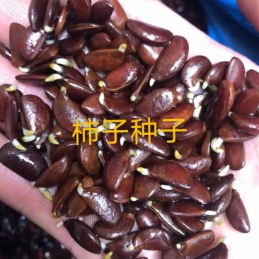 柿子种子，东升种苗现货供应嫁接各种柿子树苗的种子