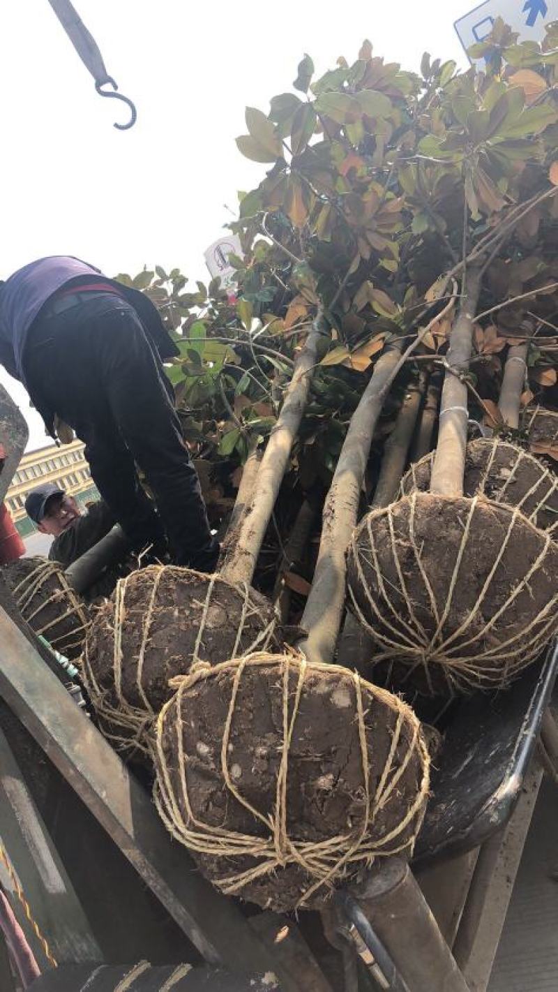 基地广玉兰树苗广玉兰小苗玉兰树苗四季常青玉兰苗