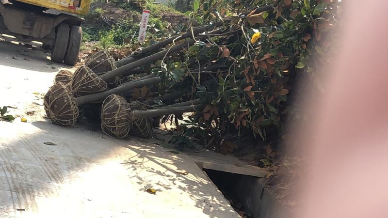 基地广玉兰树苗广玉兰小苗玉兰树苗四季常青玉兰苗