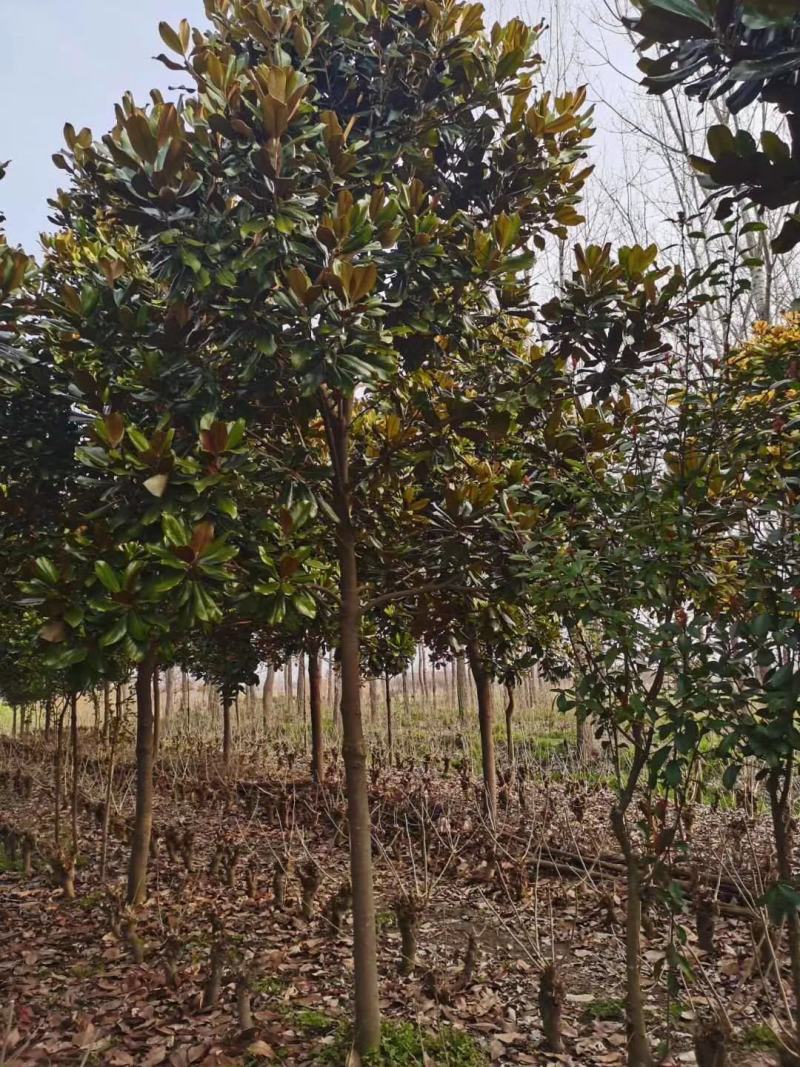 基地广玉兰树苗广玉兰小苗玉兰树苗四季常青玉兰苗