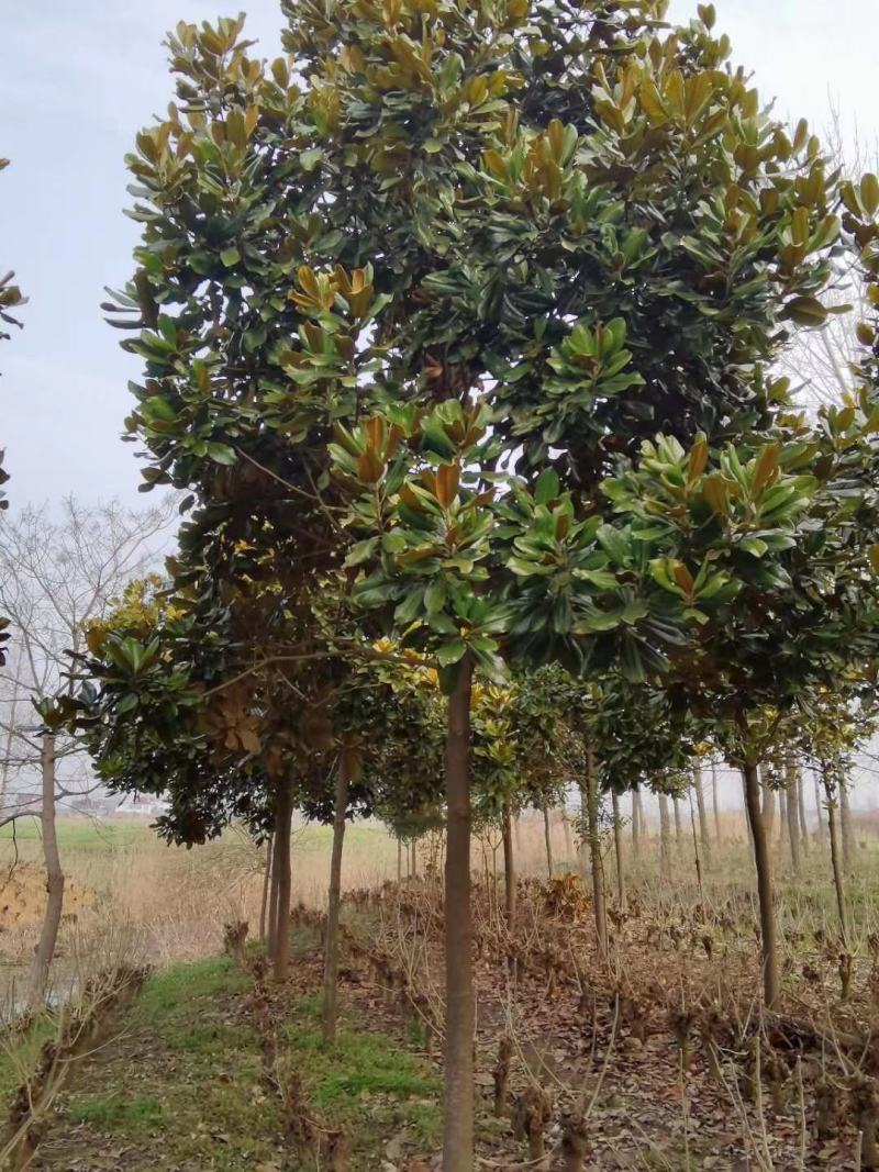 基地广玉兰树苗广玉兰小苗玉兰树苗四季常青玉兰苗