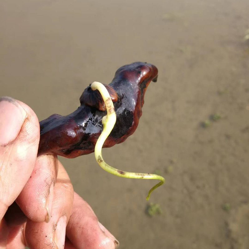 洪湖菱角种子菱角种苗子批发个大高产大青菱