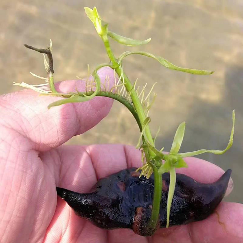 洪湖菱角种子菱角种苗子批发个大高产大青菱