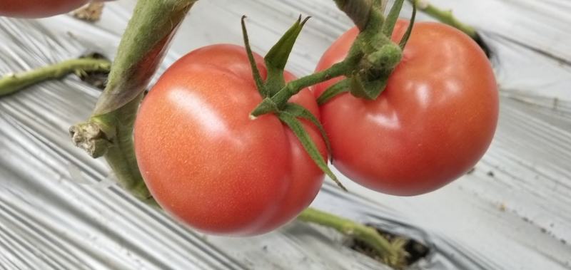 蔬菜平度市优质口感西红柿大量上市