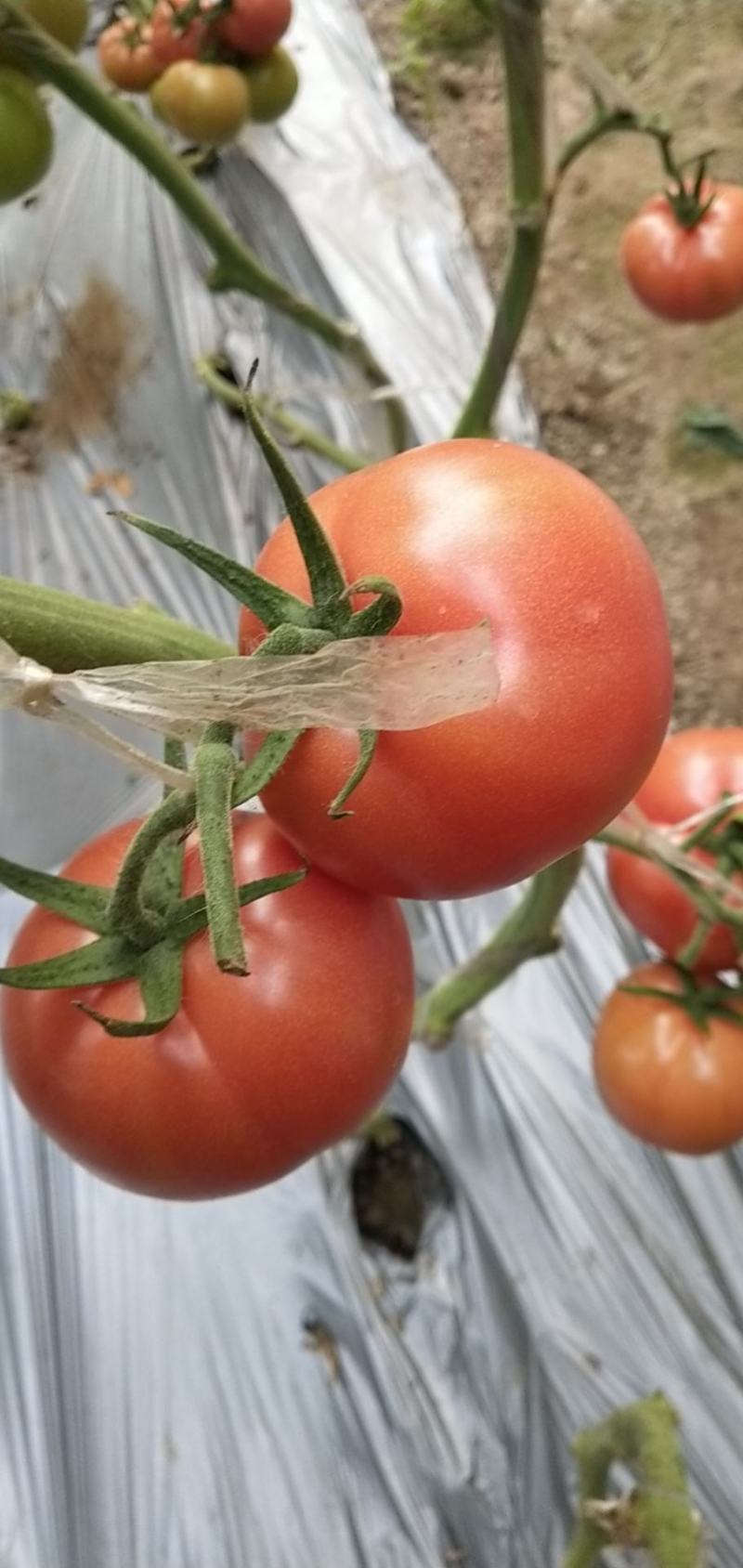 蔬菜平度市优质口感西红柿大量上市
