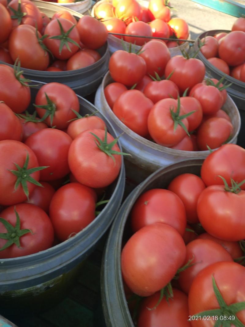蔬菜平度市优质口感西红柿大量上市