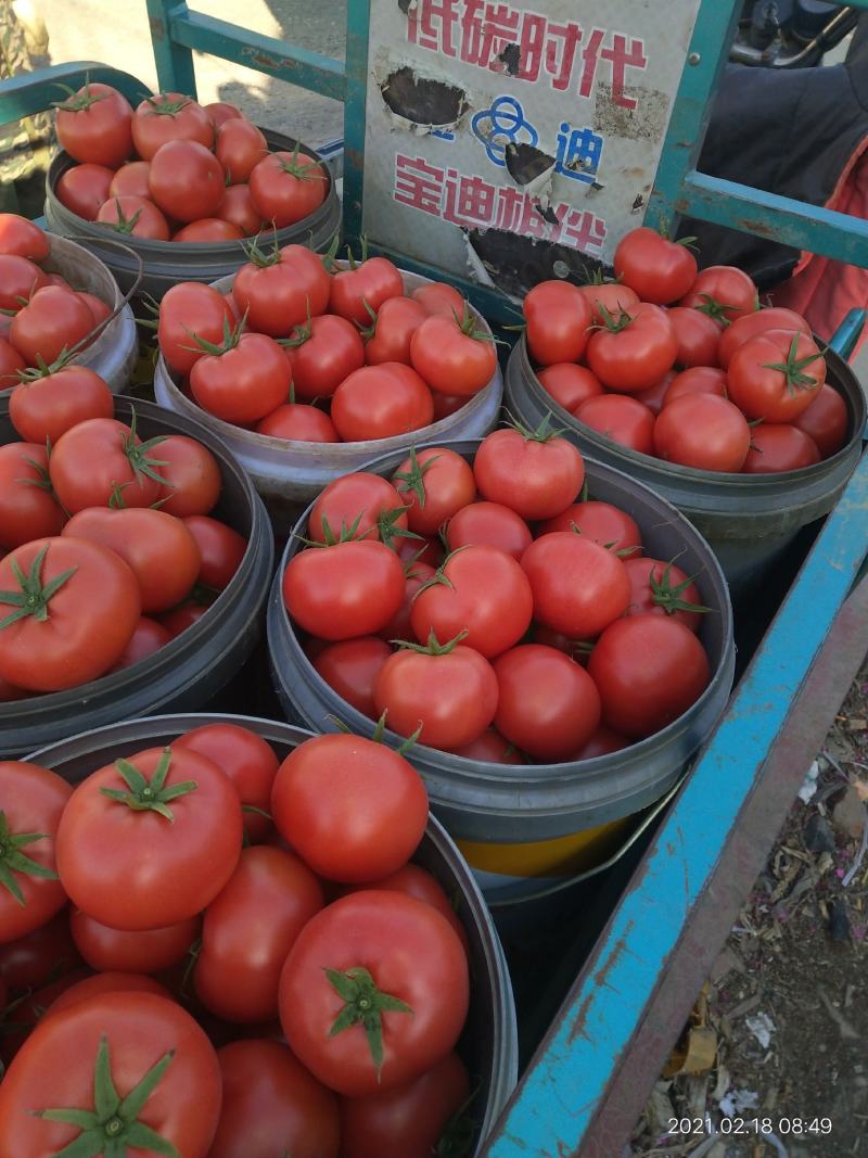 蔬菜平度市优质口感西红柿大量上市