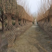 成都基地直销各规格精品大红紫薇花瓶，规格齐全