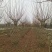 成都基地直销各规格精品大红紫薇花瓶，规格齐全