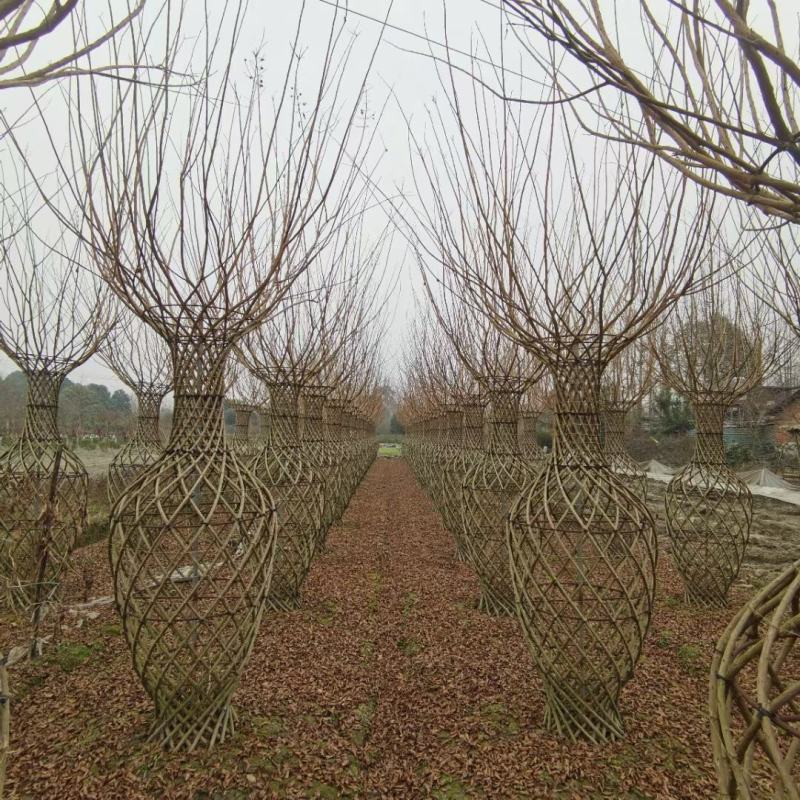 成都基地直销各规格精品大红紫薇花瓶，规格齐全