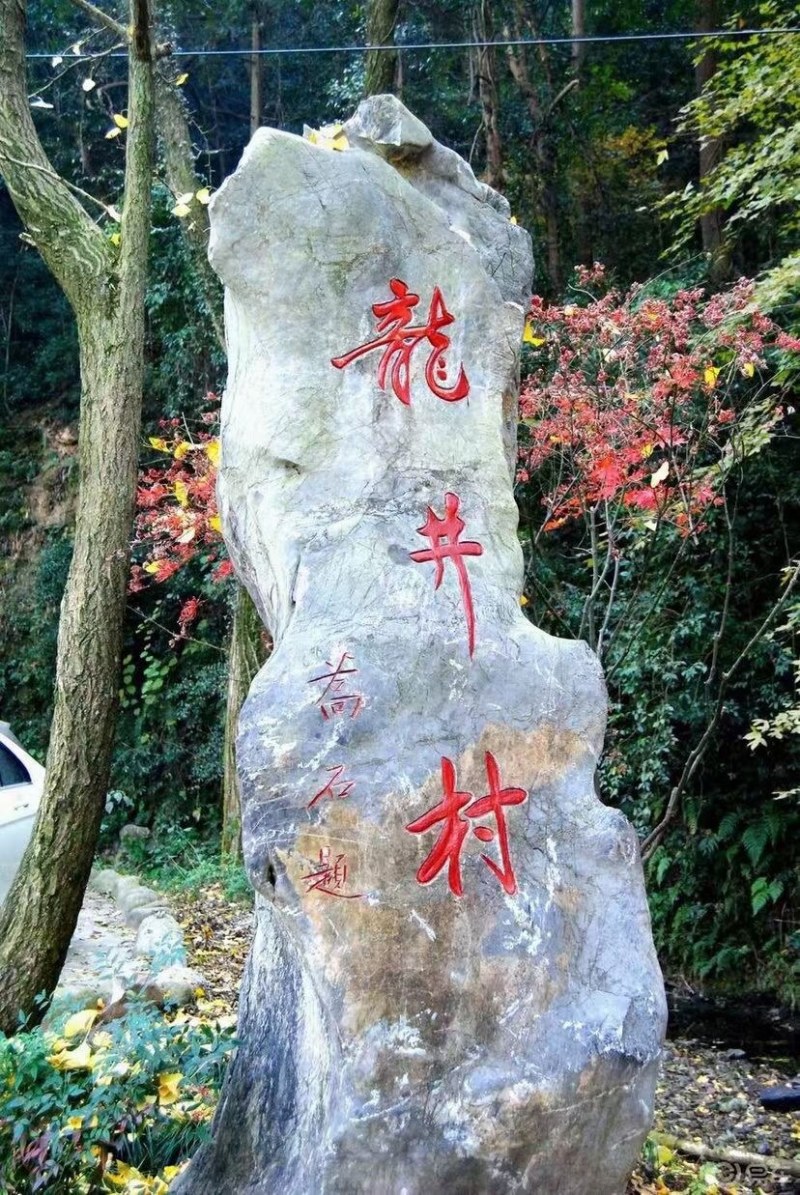 2021年产区龙井茶新茶上市，春天的味道