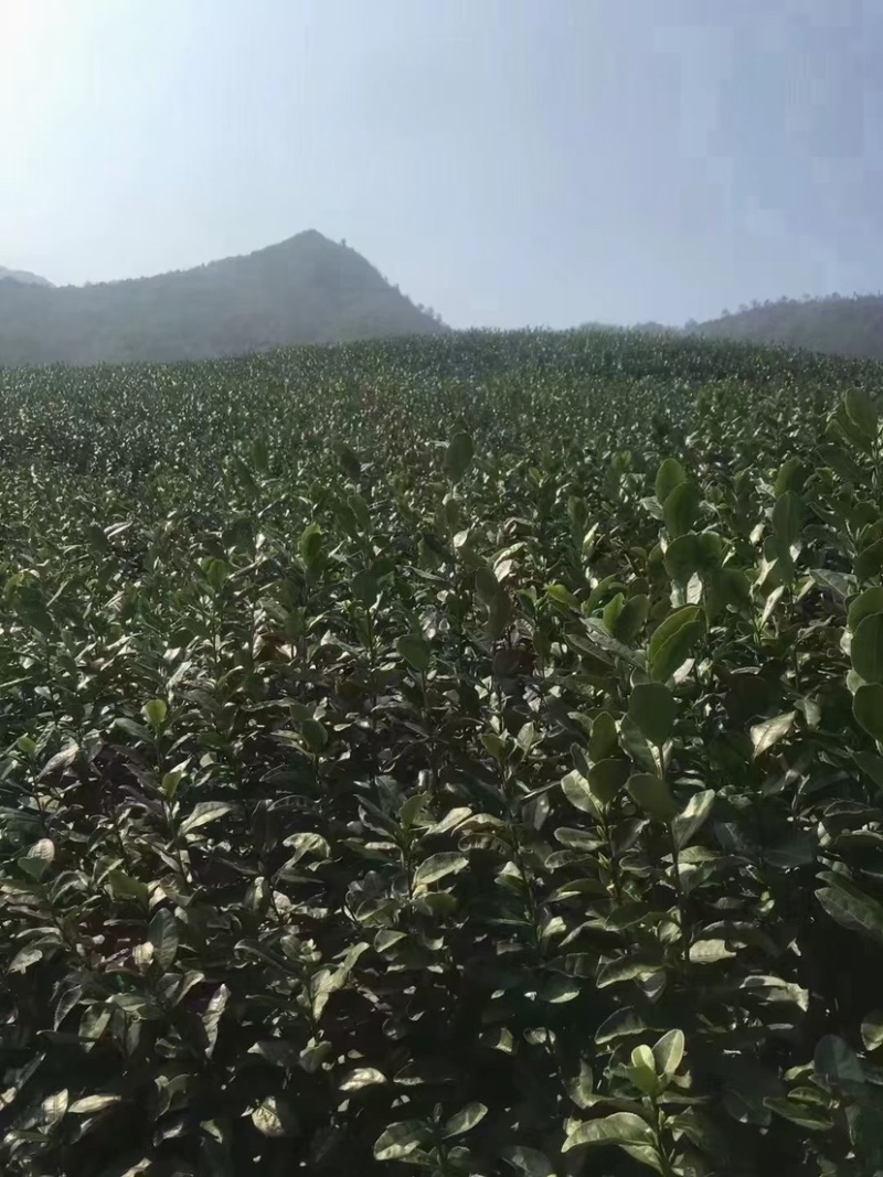 2021年产区龙井茶新茶上市，春天的味道