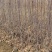 青森水蜜桃苹果苗，矮化苹果苗，当年栽植来年见果