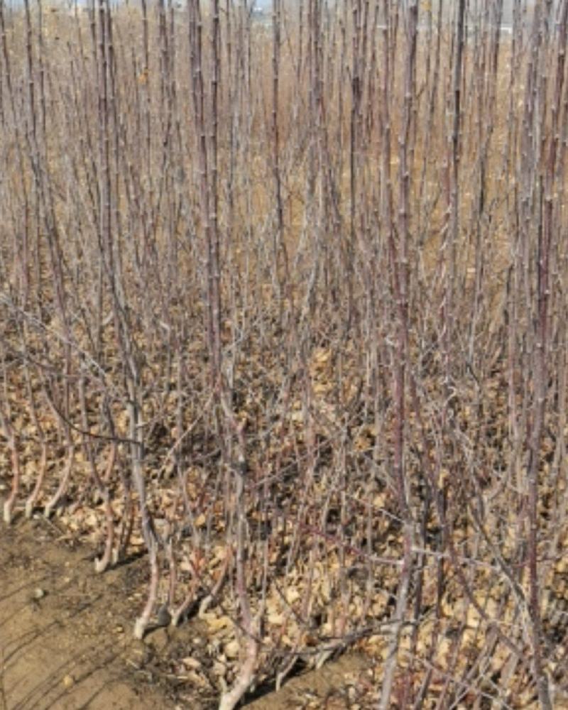 青森水蜜桃苹果苗，矮化苹果苗，当年栽植来年见果