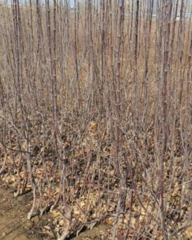 青森水蜜桃苹果苗，矮化苹果苗，当年栽植来年见果