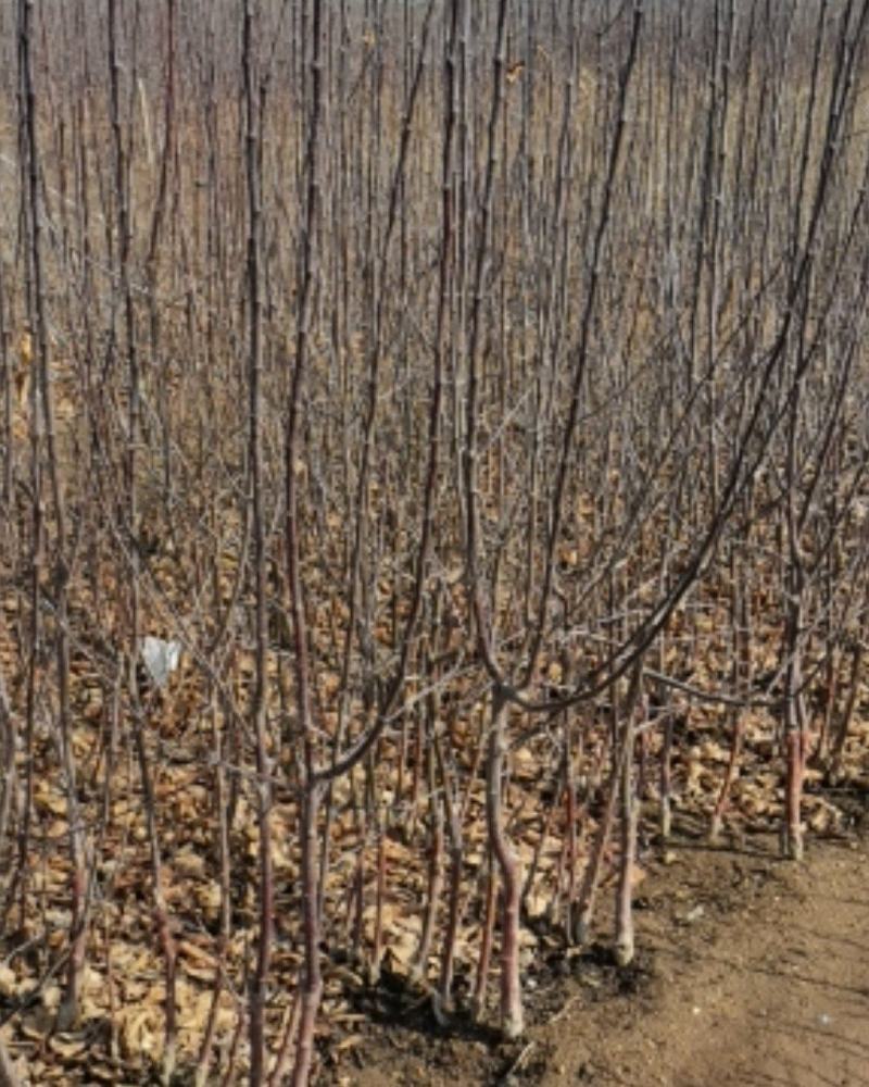 青森水蜜桃苹果苗，矮化苹果苗，当年栽植来年见果