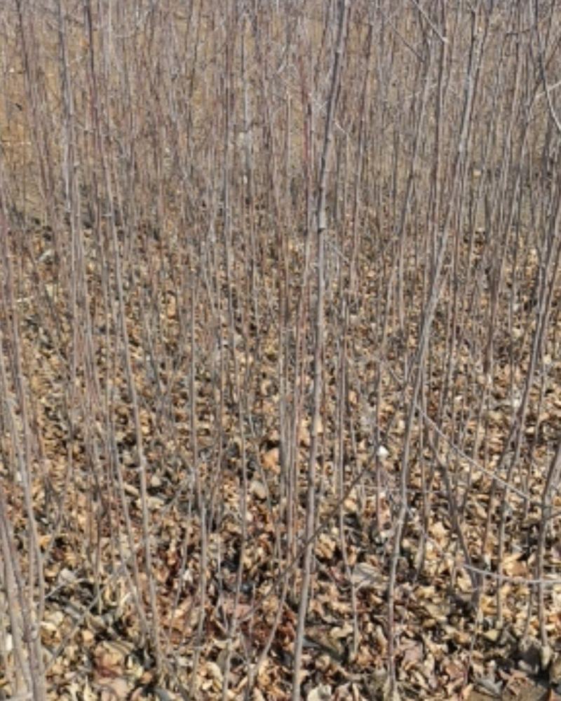 青森水蜜桃苹果苗，矮化苹果苗，当年栽植来年见果
