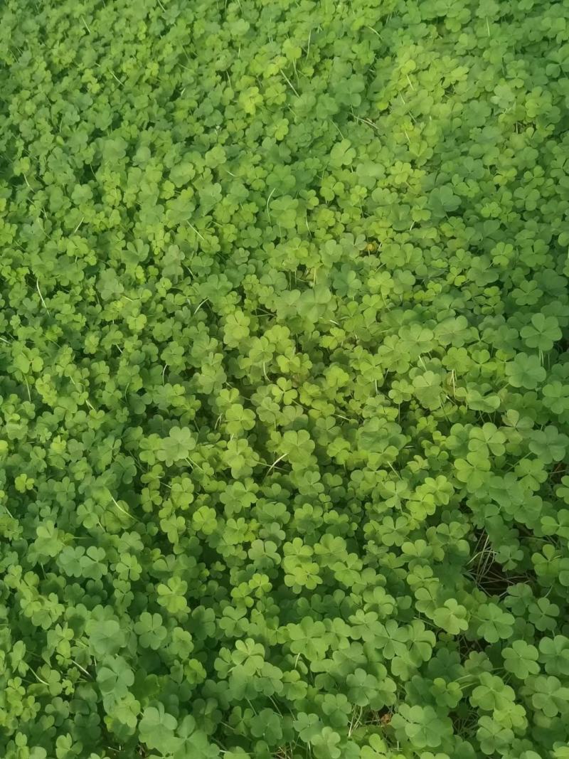 红花炸酱草，红花杂酱草苗圃直销，绿化苗木