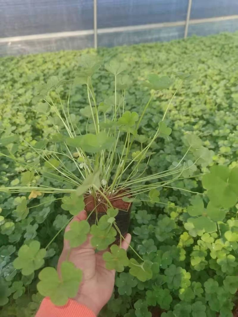 红花炸酱草，红花杂酱草苗圃直销，绿化苗木