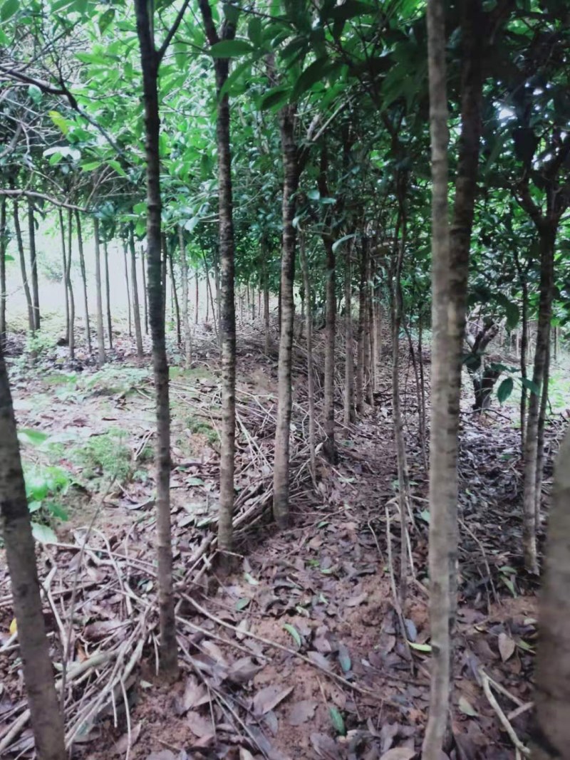 桂花树自产自销，货源充足，诚信合作，整车物流规格齐全