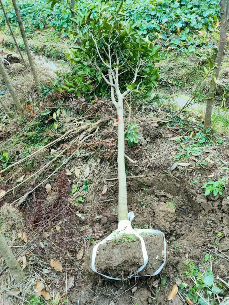 桂花树自产自销，货源充足，诚信合作，整车物流规格齐全