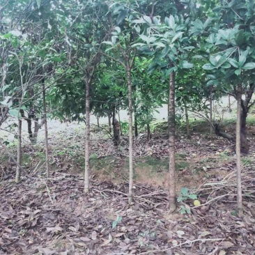 桂花树自产自销，货源充足，诚信合作，整车物流规格齐全