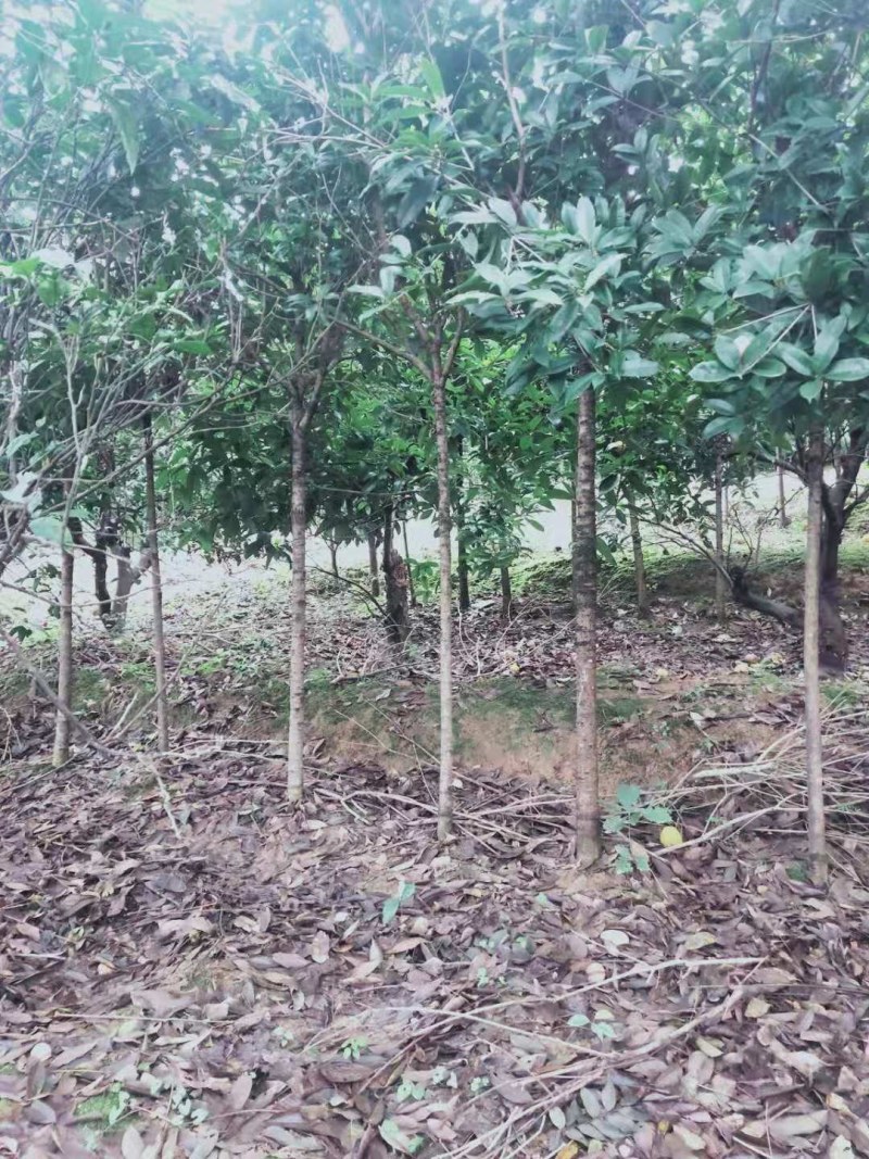 桂花树自产自销，货源充足，诚信合作，整车物流规格齐全