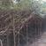 处理一批红豆杉杉树苗，2公分一8公分，树高1米一3米