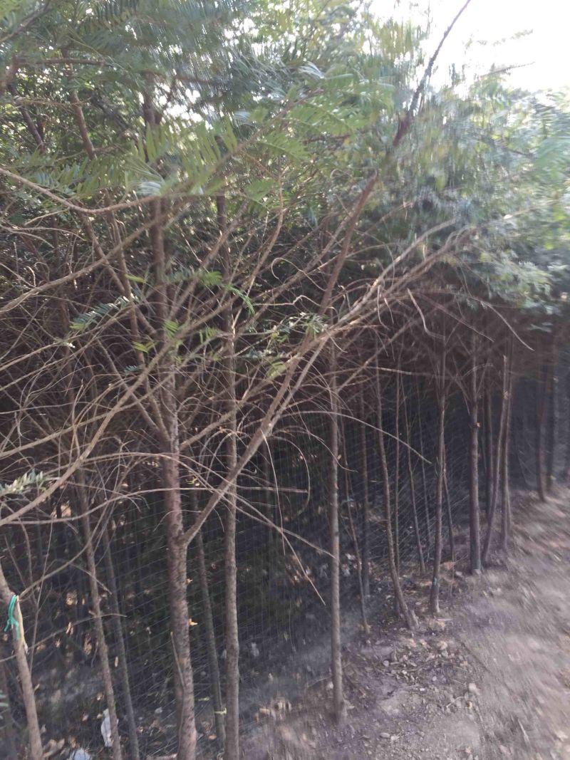 处理一批红豆杉杉树苗，2公分一8公分，树高1米一3米