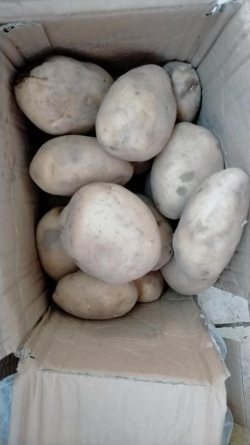 新鲜土豆，现挖现卖！包邮到家！快速发货！