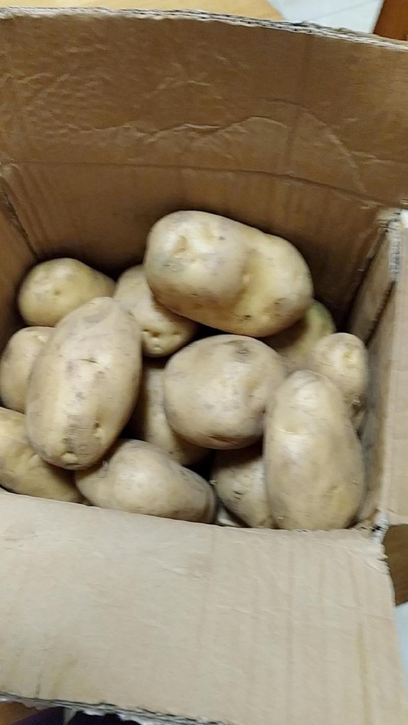 新鲜土豆，现挖现卖！包邮到家！快速发货！