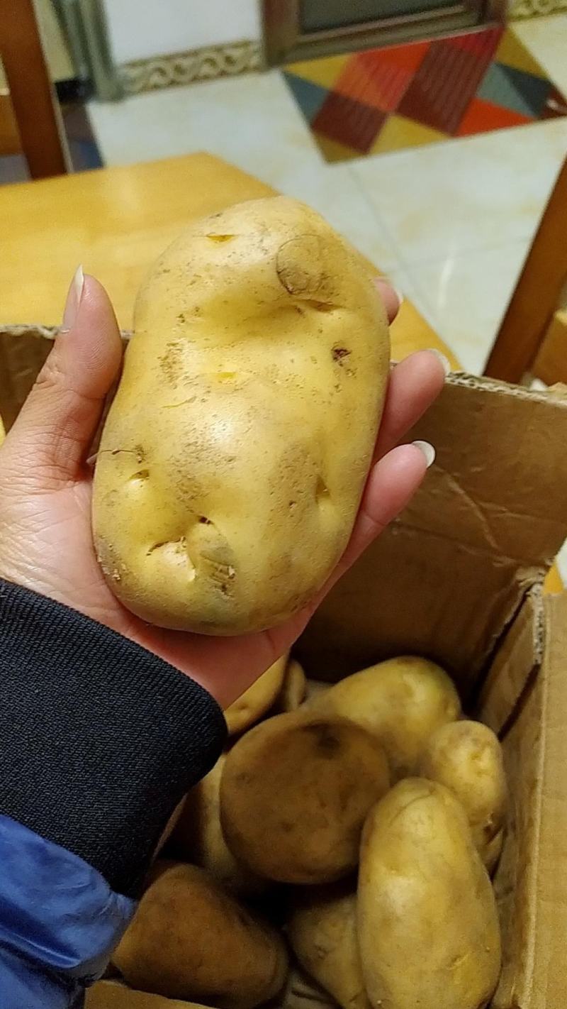 新鲜土豆，现挖现卖！包邮到家！快速发货！