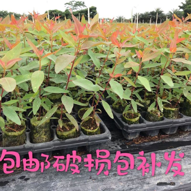 29桉树苗速生桉苗树苗第一代3229生长快直造林苗经济树